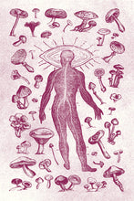 Load image into Gallery viewer, Mushrooms