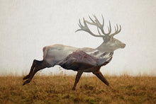 Load image into Gallery viewer, Red Deer