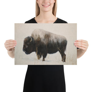 Bison in a field