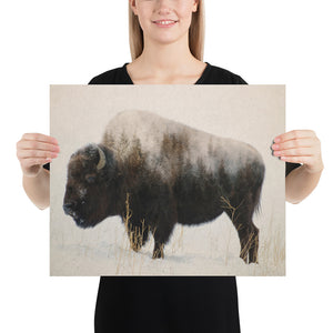 Bison in a field